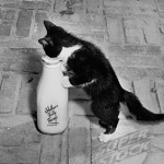 Kitten with Bottle of Milk