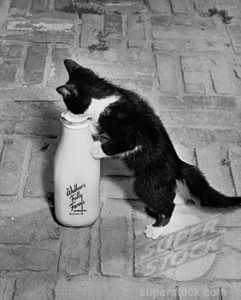 Kitten with Bottle of Milk